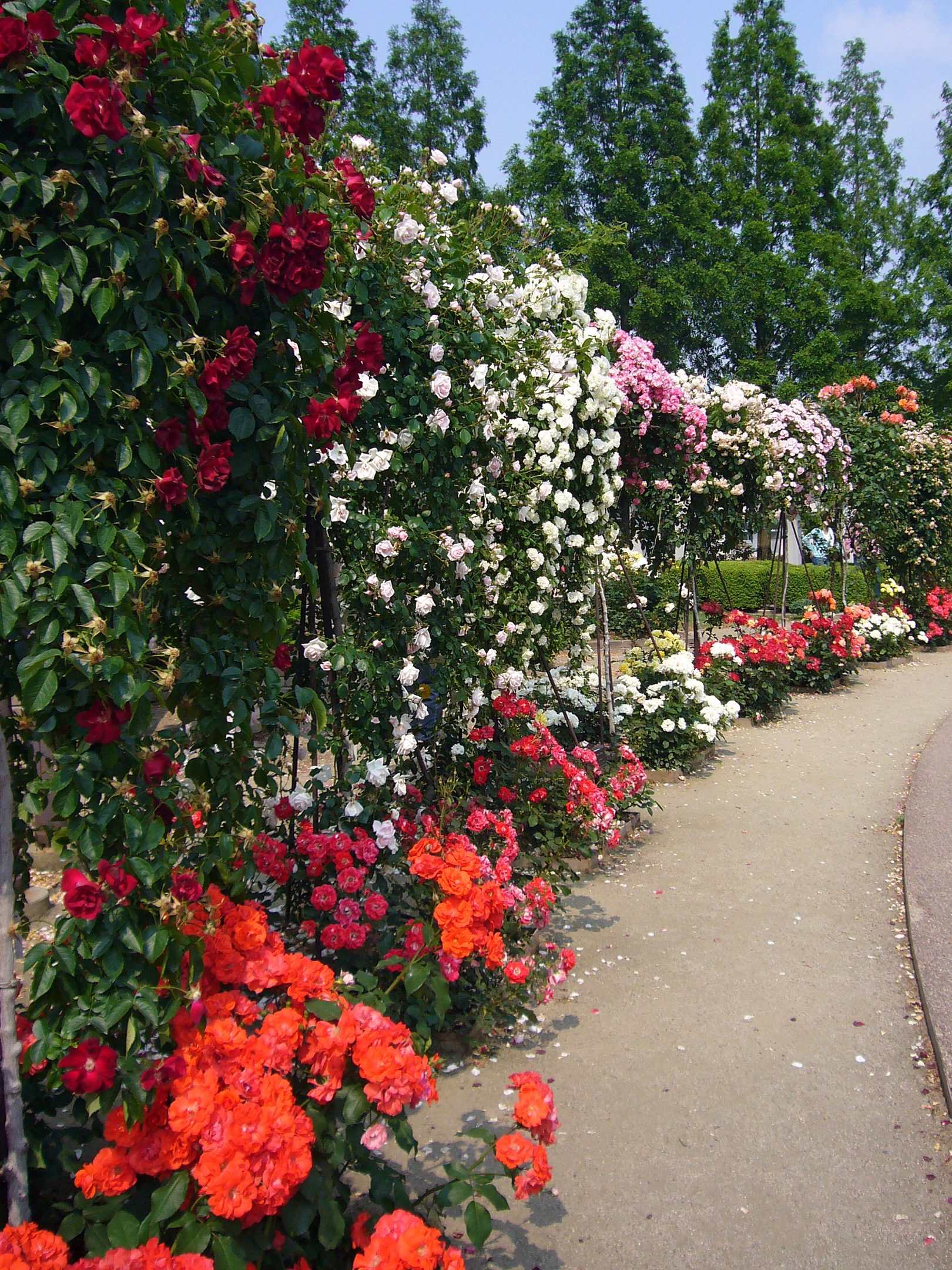 rose garden park